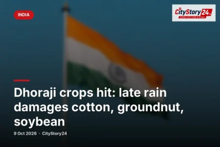 Dhoraji crops hit: late rain damages cotton, groundnut, soybean