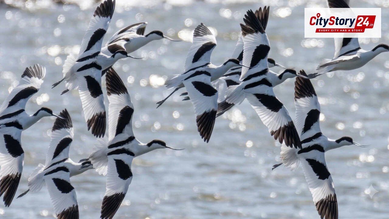 London rail soil helped rebuild Essex wetlands; reserve later saw 39,000 birds