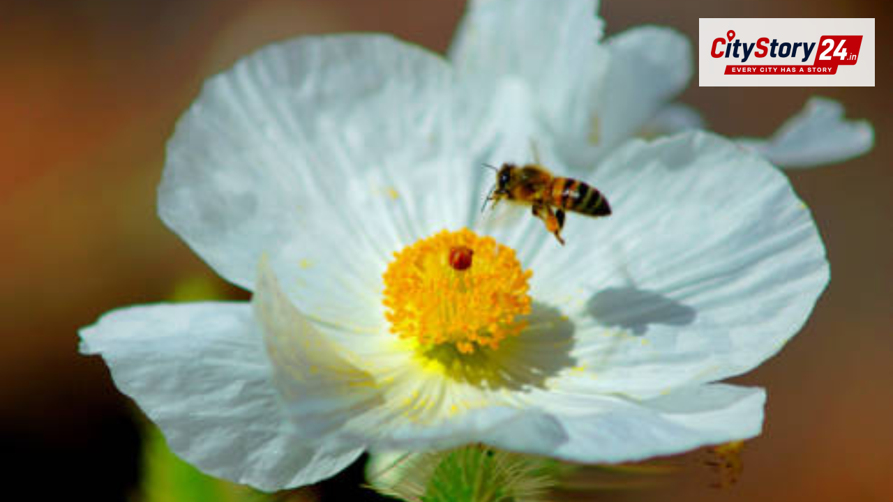 US biologists find 6 new Mojave poppy bee groups, easing extinction concerns