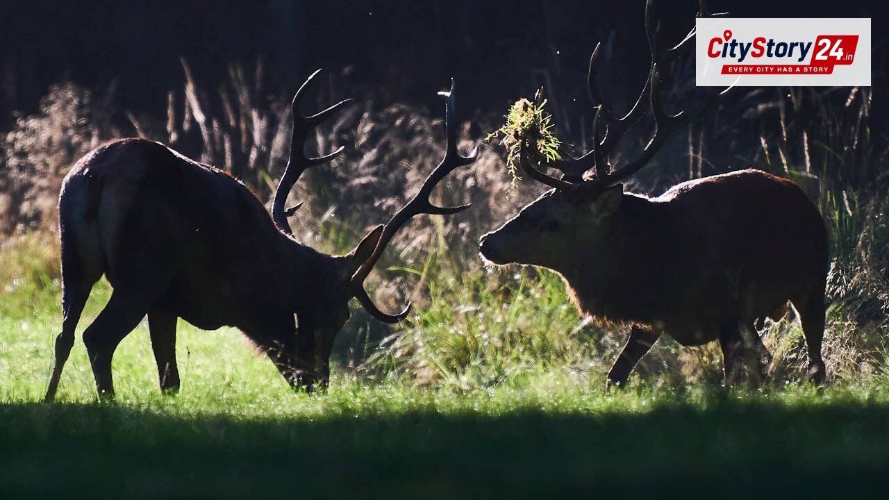 No room to roam: The cost of a crowded planet for wild animals