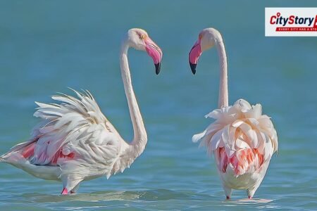 Where to see migratory birds in India this winter, 6 places to visit from October onwards