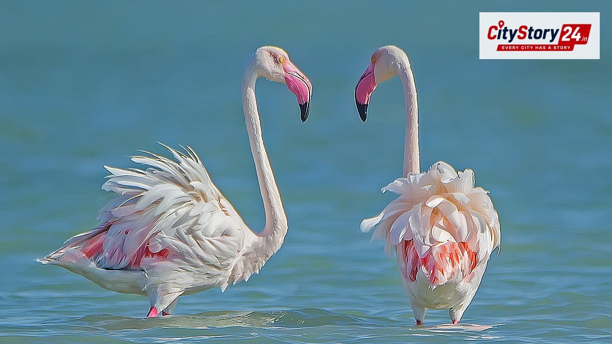 Where to see migratory birds in India this winter, 6 places to visit from October onwards