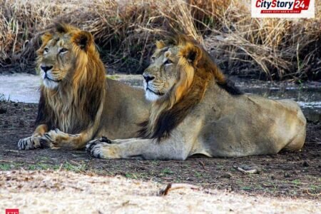 Gujarat to relocate Maldhari families from Barda Sanctuary