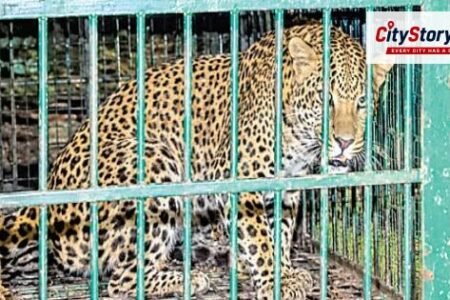 Bharuch Leopard captured in cage from Bharucha Amba village of Zaghdiya taluka