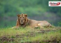 Gujarat wildlife parks open again before the festive season