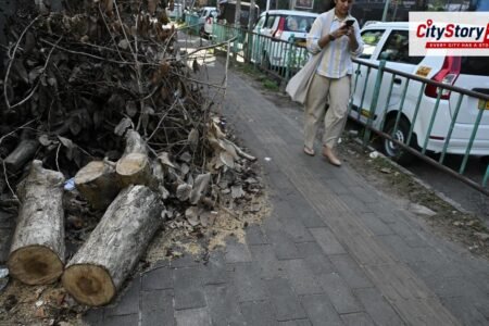 Kochi Corporation to update tree registry after row over unauthorised felling