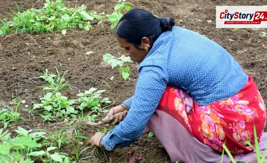 Prepare drought-hit mandal proposals, use multiple indicators to estimate severity: Telangana Agriculture Minister