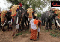Use of elephants in religious ceremonies: Madras high court directs TN govt to frame standard operating procedure