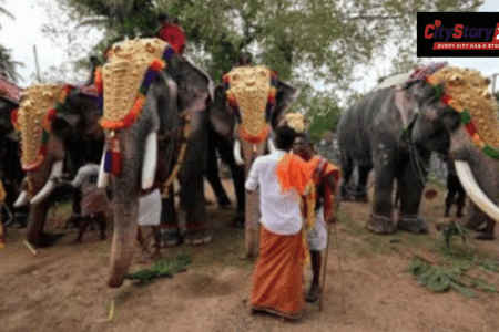 Use of elephants in religious ceremonies: Madras high court directs TN govt to frame standard operating procedure