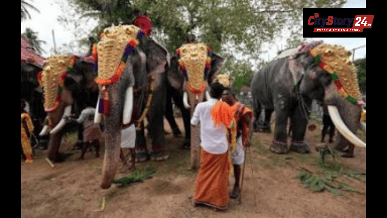Use of elephants in religious ceremonies: Madras high court directs TN govt to frame standard operating procedure