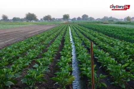 Representative image: agricultural field India crops