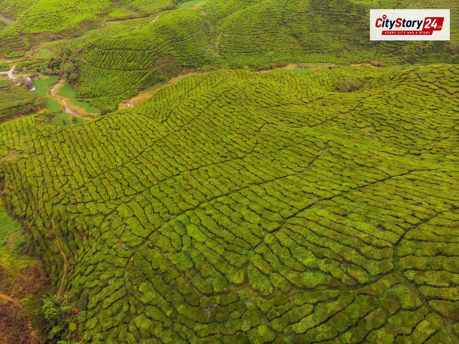 Representative image: aerial view farmland India