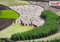 Representative image: farm fields India