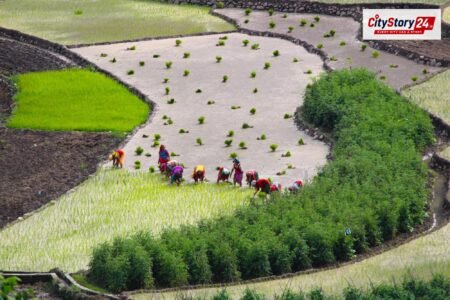 Representative image: farm fields India