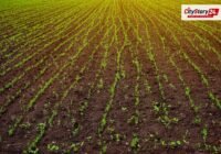 Representative image: soybean crop field India