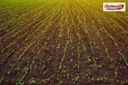 Representative image: soybean crop field India