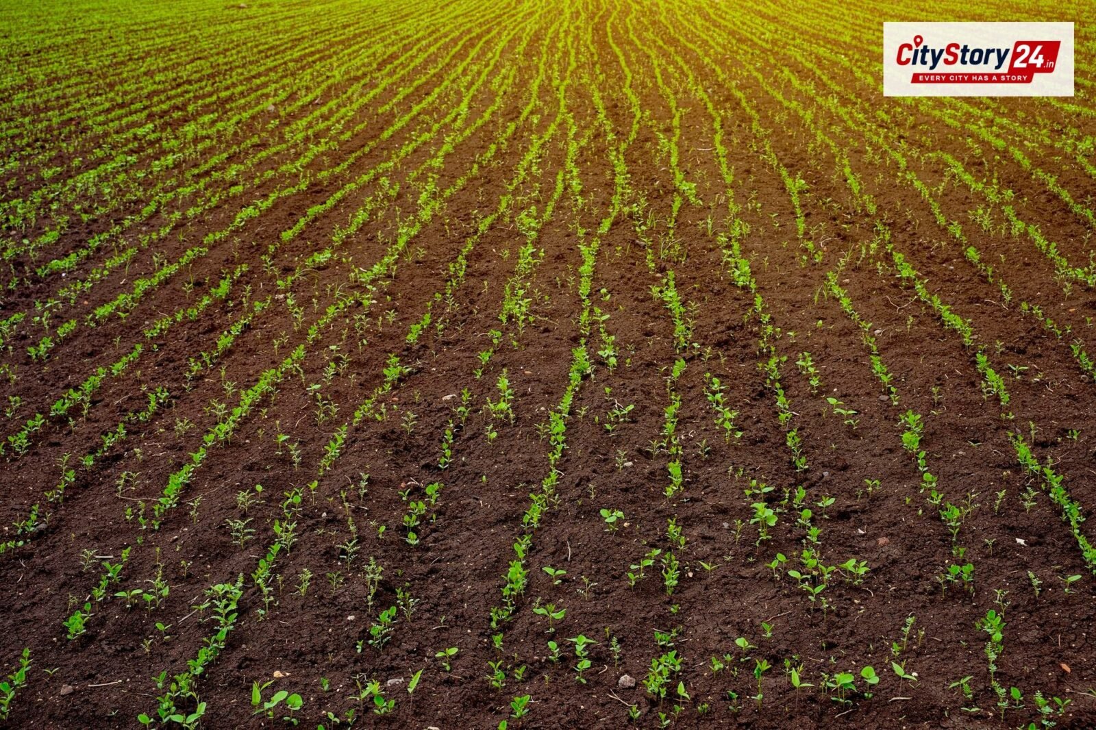 Representative image: soybean crop field India
