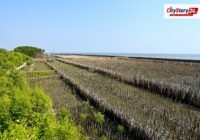 Representative image: seaweed farming coastal India