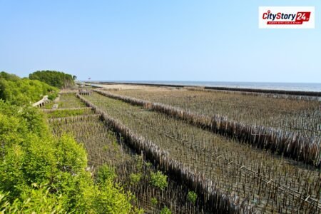 Representative image: seaweed farming coastal India