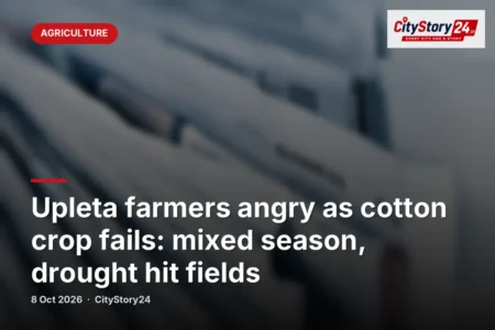 Upleta farmers angry as cotton crop fails: mixed season, drought hit fields